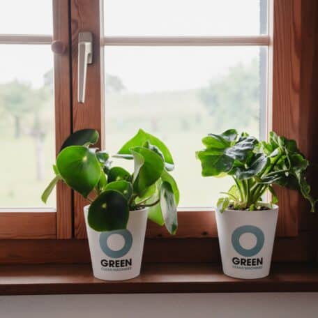 Legend / Peperomia - Luftreinigende Pflanze