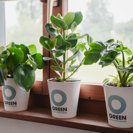 Champ / Clusia - Luftreinigende Pflanze