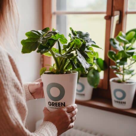 Superb / Philodendron - Luftreinigende Pflanze