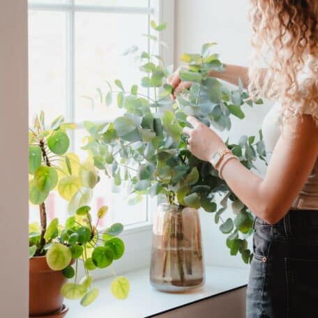 Eucalyptus 'cinerea' Bund 500gr