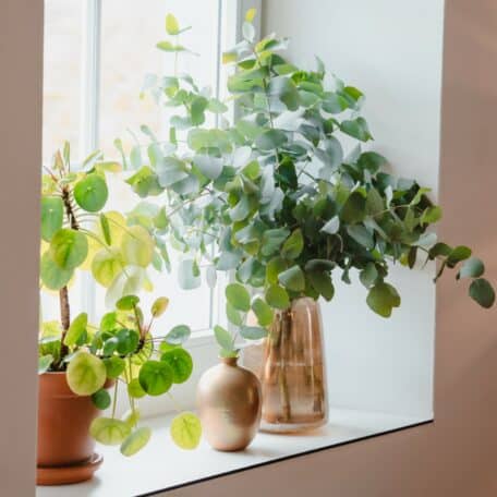 Eucalyptus 'cinerea' 100 gramm