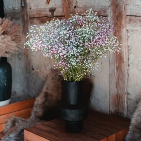 Rainbow-Schleierkraut, 10 Stiele, ca. 70cm