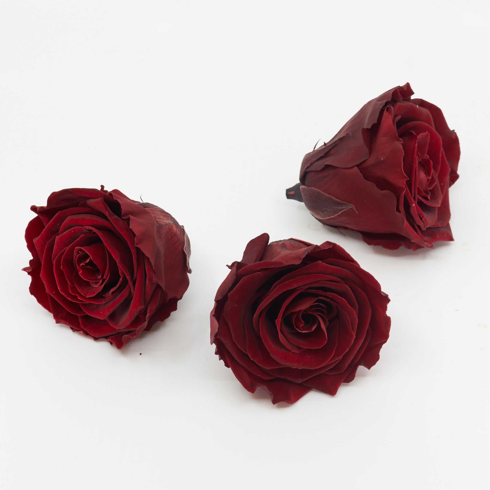 Gefriergetrocknete Rose 'bordeaux' Ø6cm h5cm 3er Set