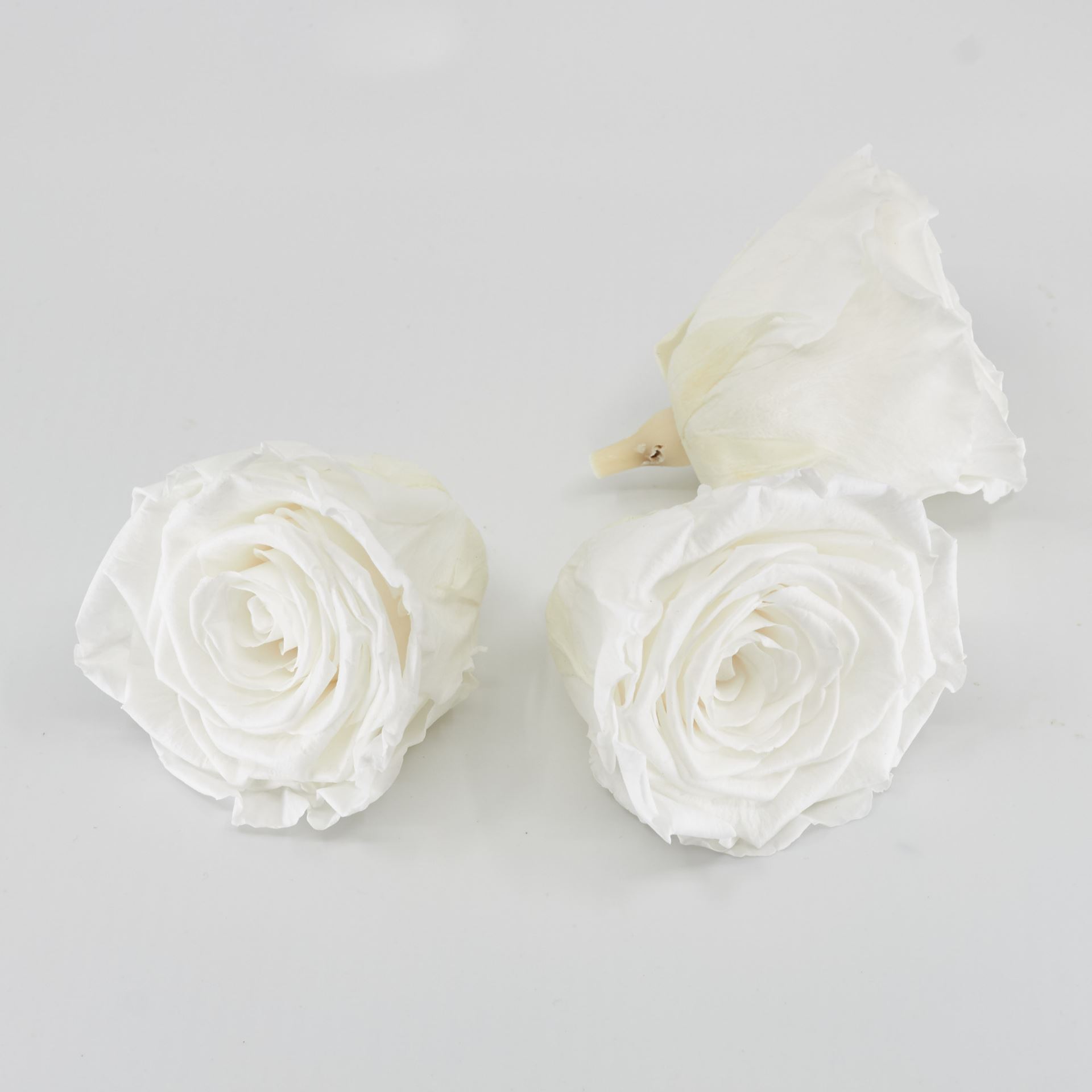 Gefriergetrocknete Rose 'weiss' Ø6cm h5cm 3er Set
