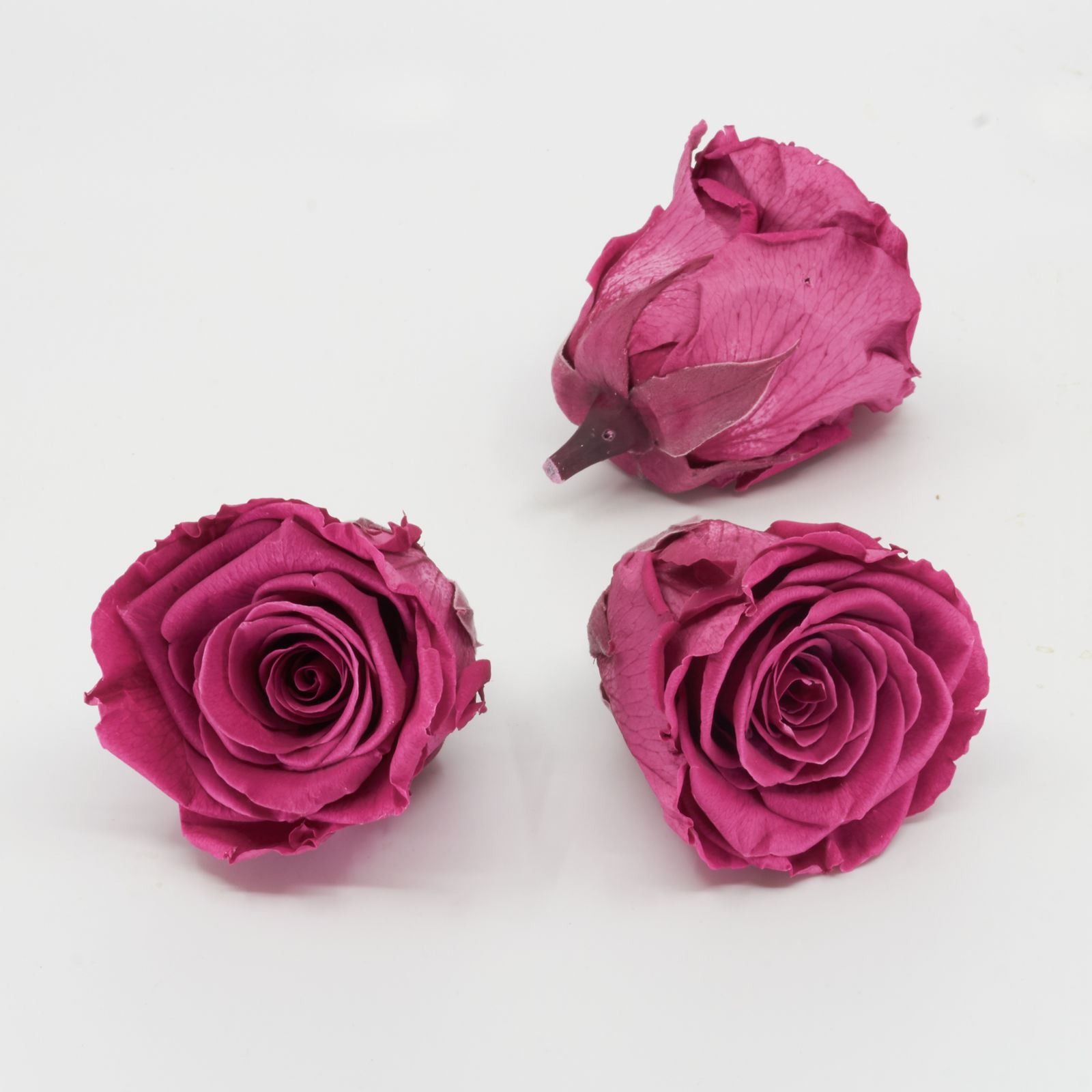 Gefriergetrocknete Rose 'pink' Ø6cm h5cm 3er Set
