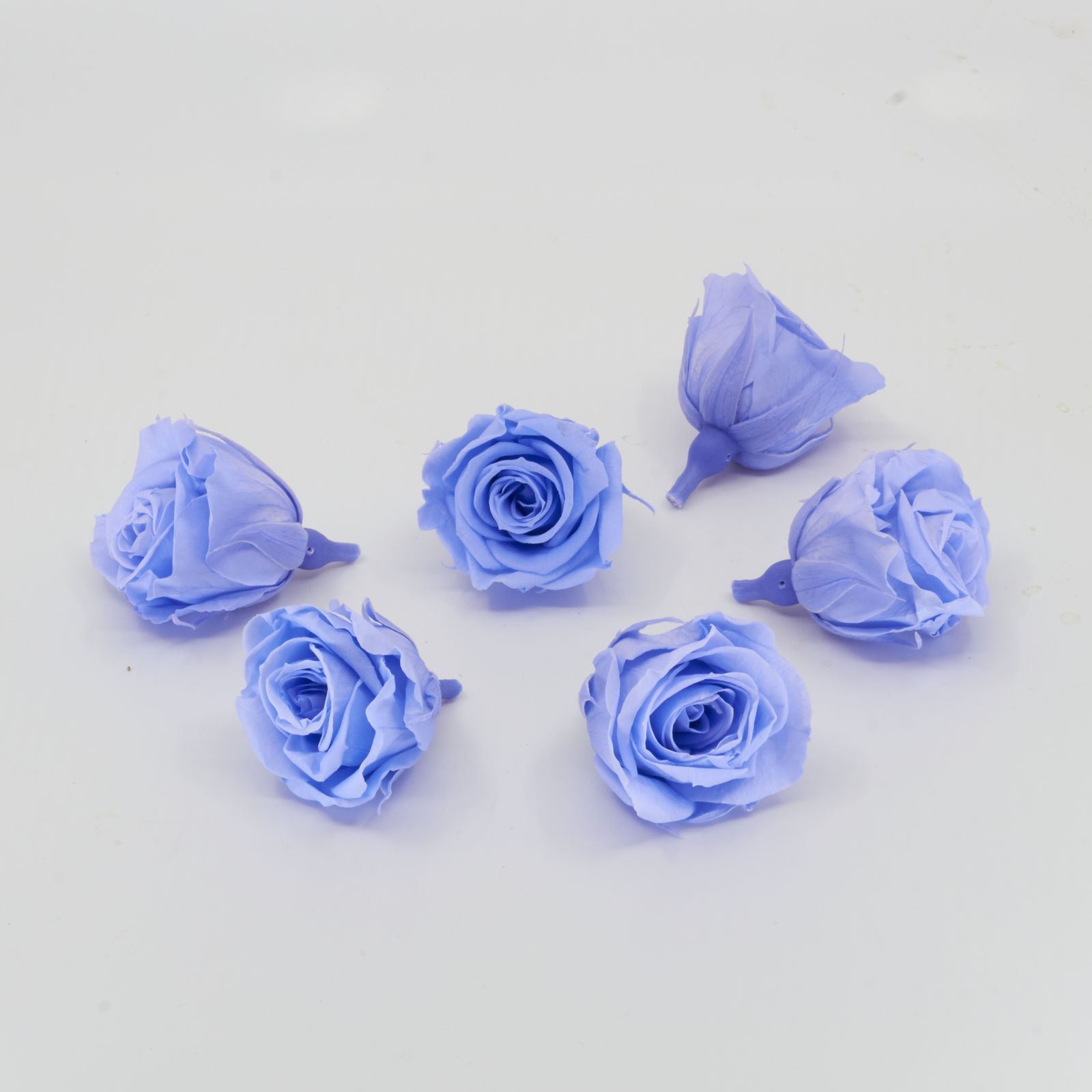 Gefriergetrocknete Rose mini 'blau' Ø4cm h3.5cm 6er Set