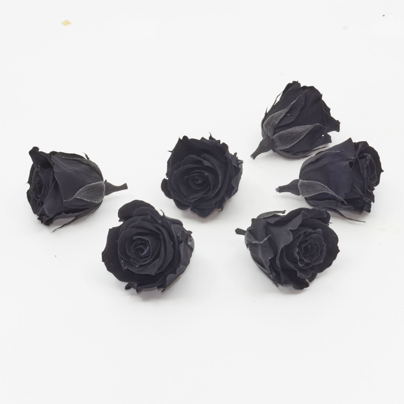 Gefriergetrocknete Rose mini 'schwarz' Ø4cm h3.5cm 6er Set