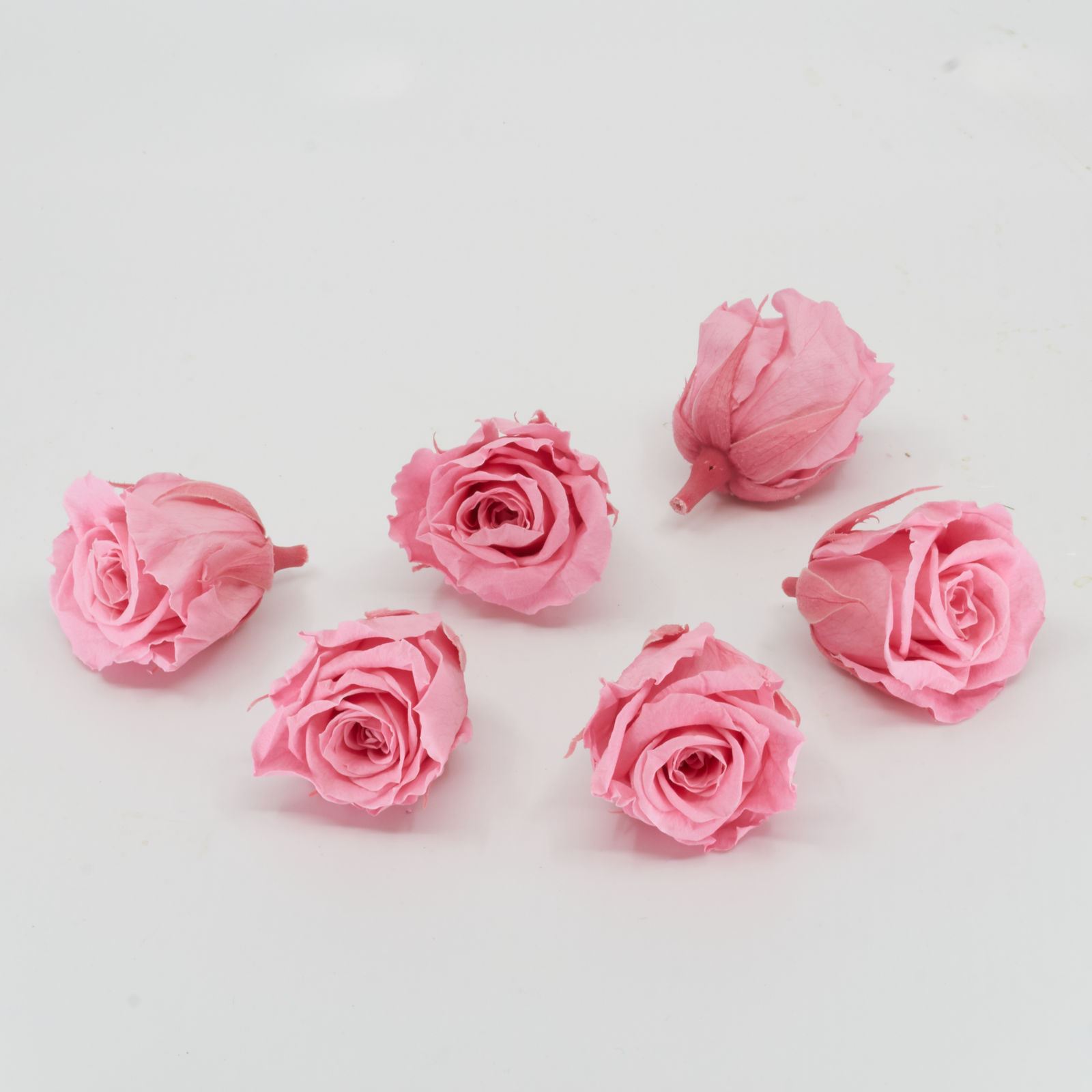 Gefriergetrocknete Rose mini 'rosa' Ø4cm h3.5cm 6er Set