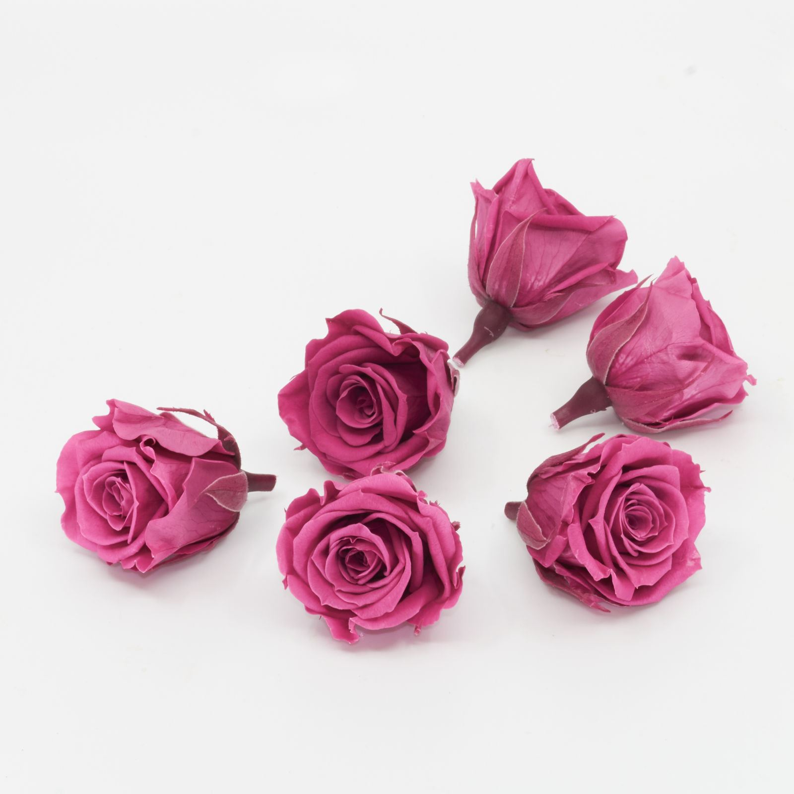 Gefriergetrocknete Rose mini 'pink' Ø4cm h3.5cm 6er Set
