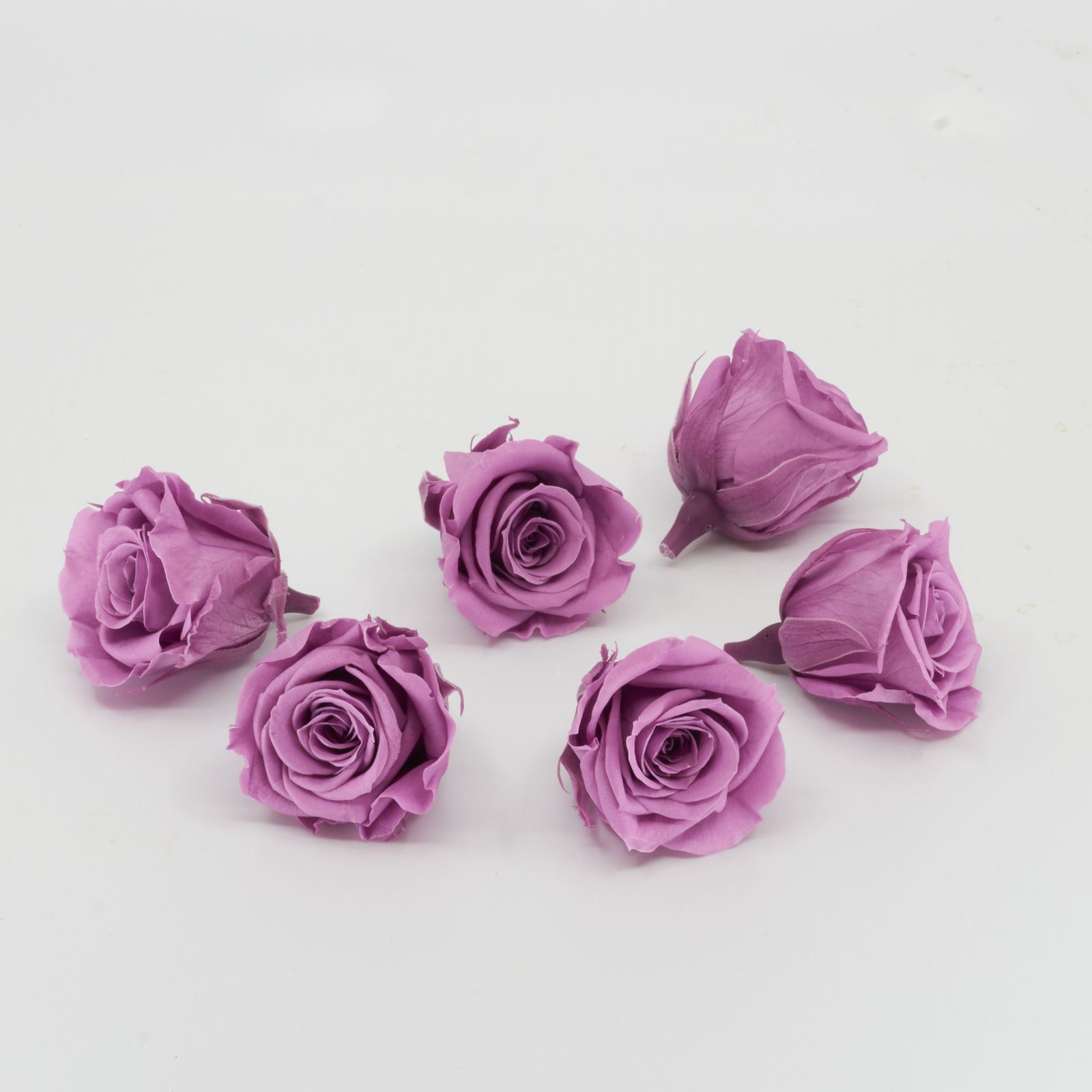 Gefriergetrocknete Rose mini 'lila' Ø4cm h3.5cm 6er Set
