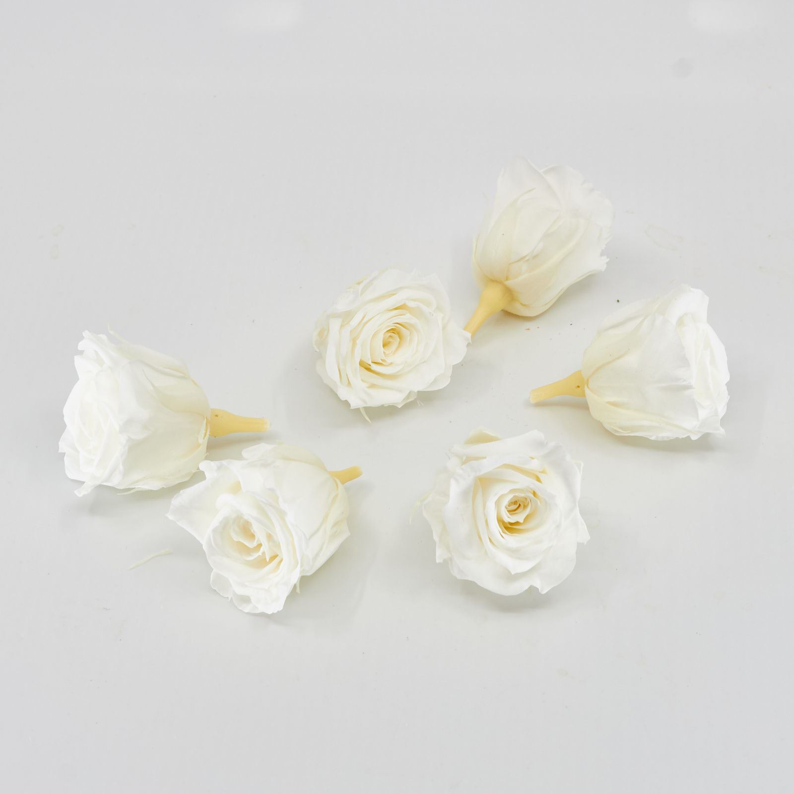 Gefriergetrocknete Rose mini 'elfenbein' Ø4cm h3.5cm 6er Set