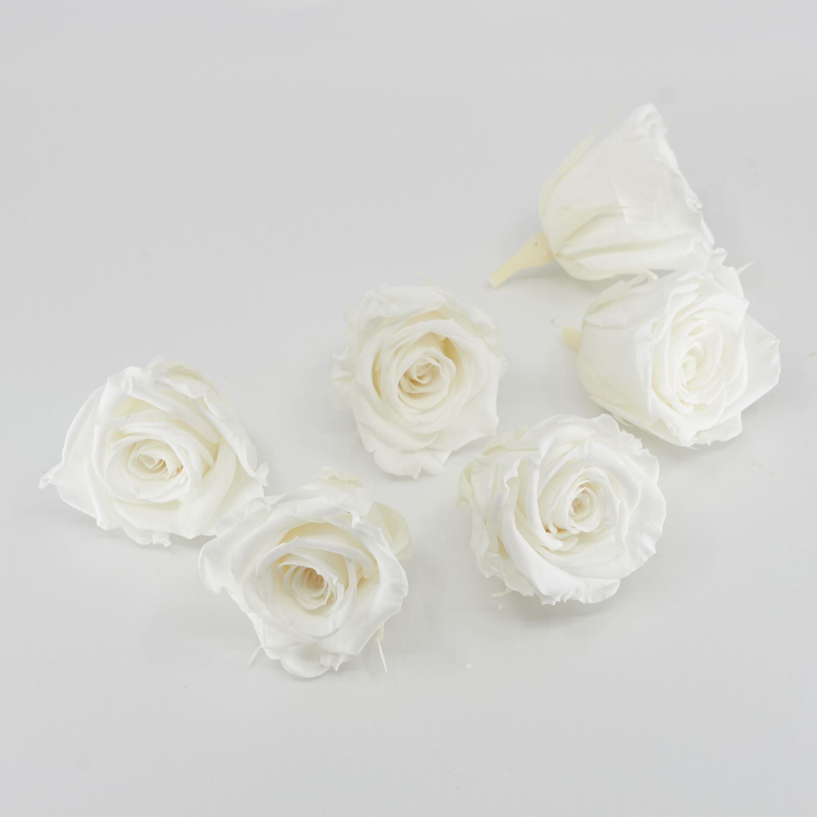 Gefriergetrocknete Rose mini 'weiss' Ø4cm h3.5cm 6er Set