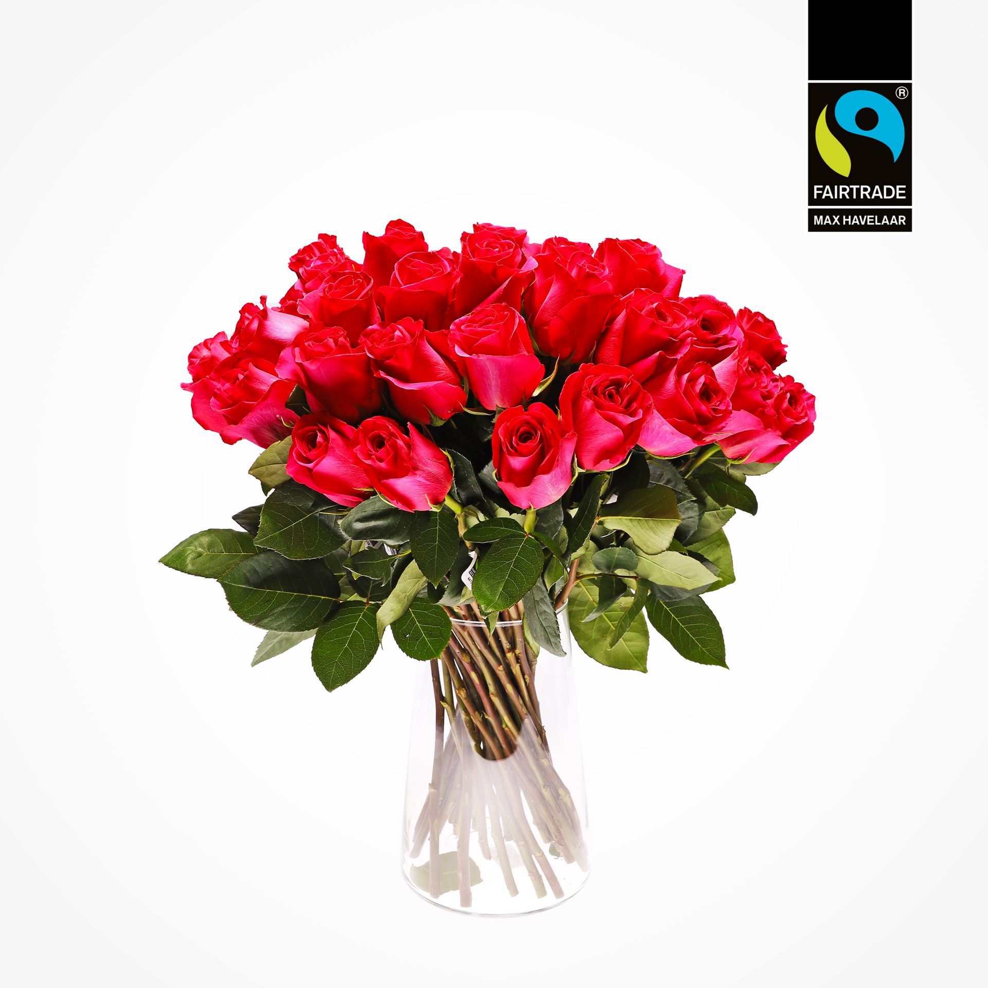 Edelrosen pink 50cm 10 Stk - blume 3000