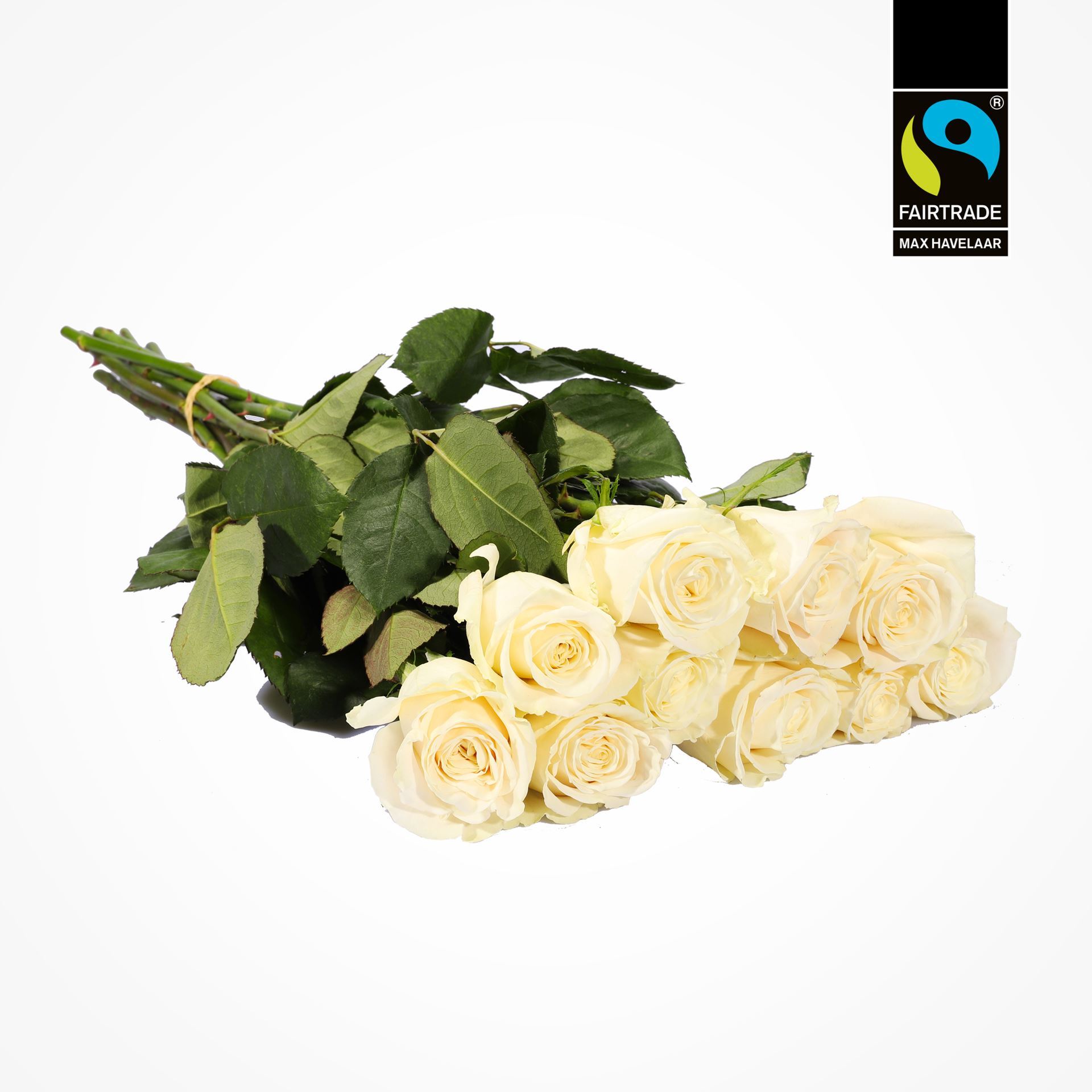 Edelrosen weiss 50cm 10 Stk - blume 3000