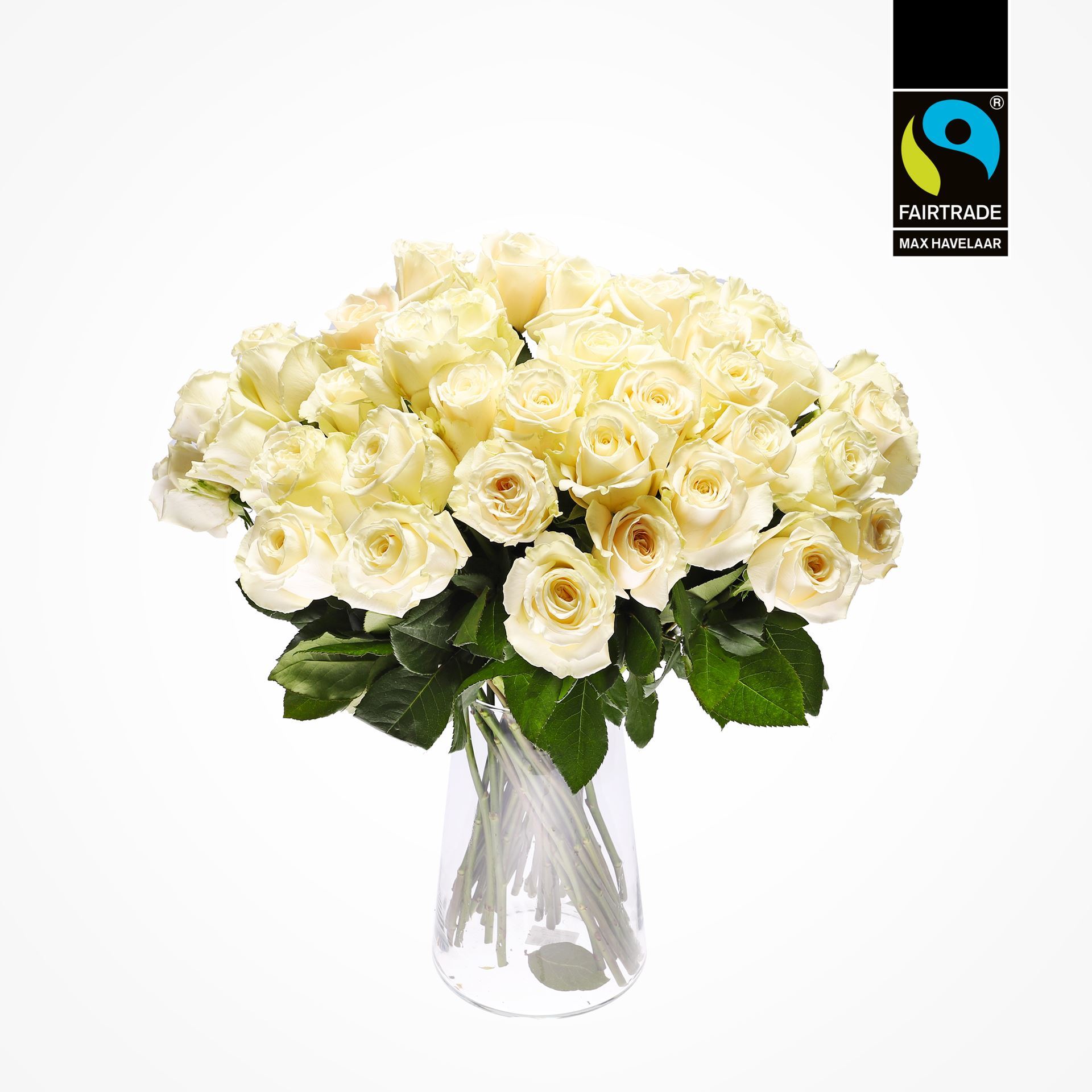 Edelrosen weiss 50cm 10 Stk - blume 3000