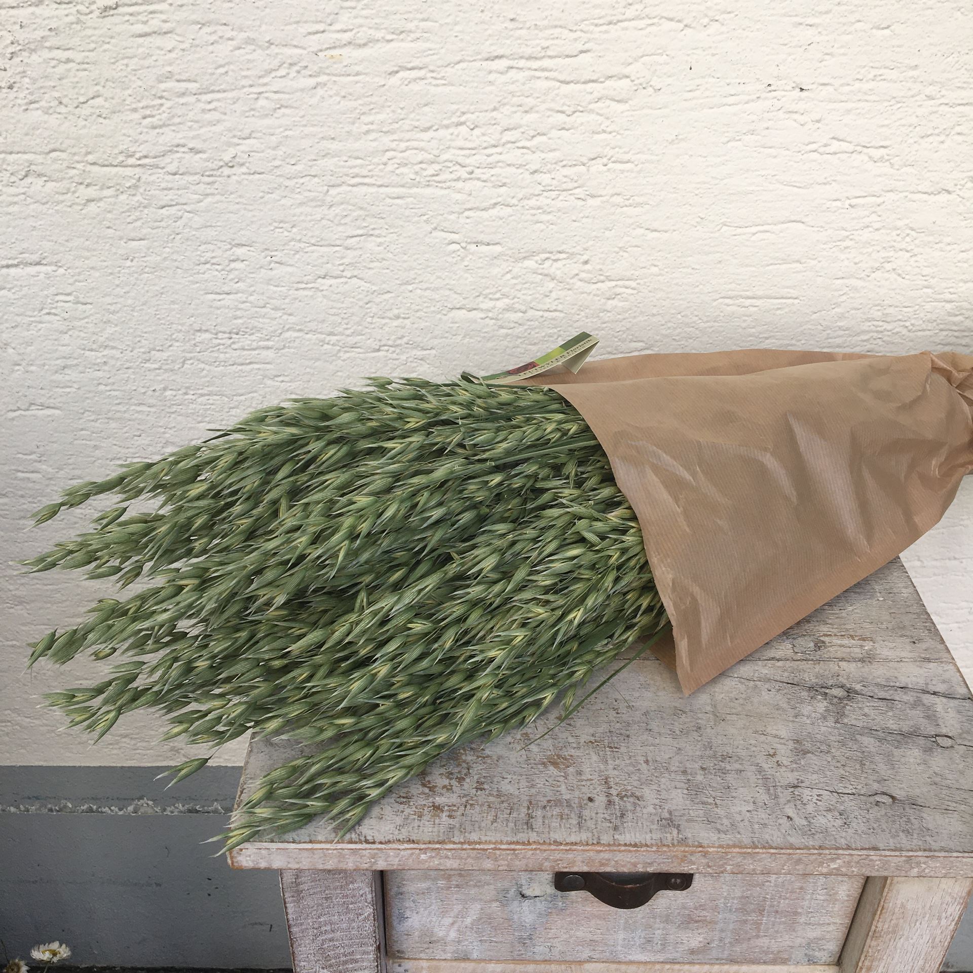 Trockenblumen Strauss Bund Hafer grün natur  Ø ca.15 cm H ca.45 cm