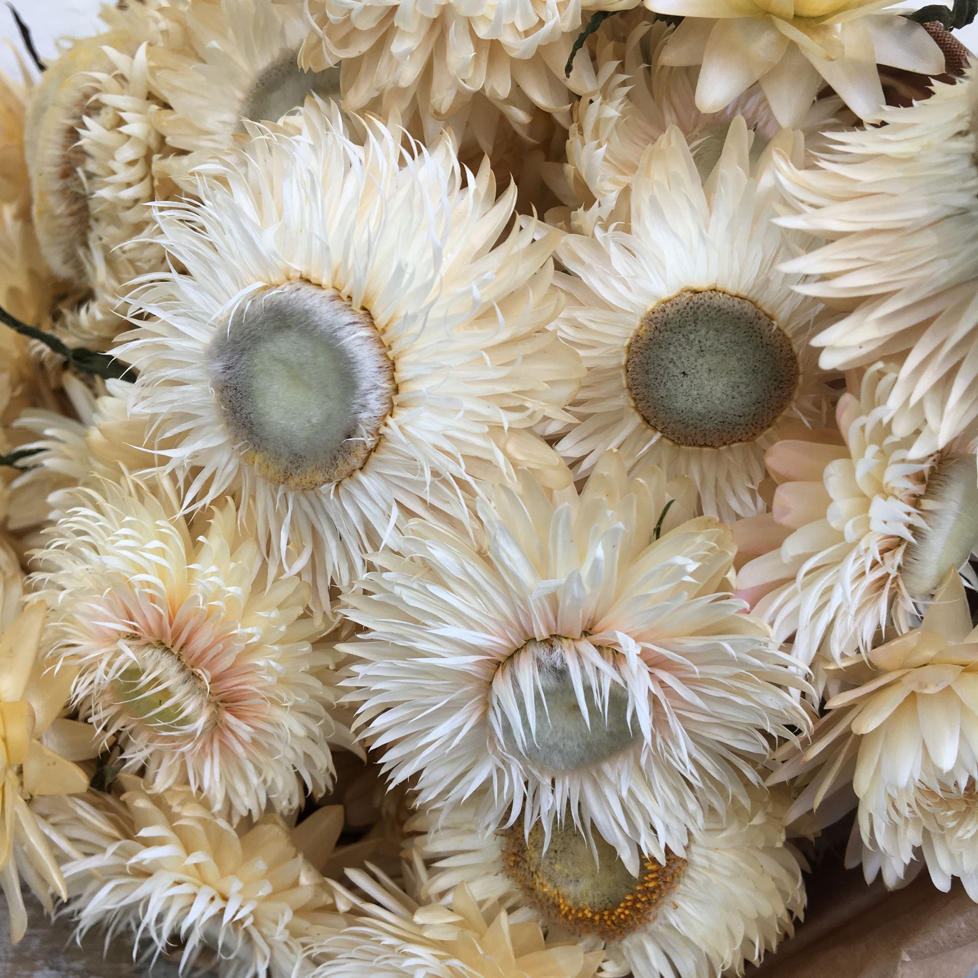 Fagot de fleurs séchées Helichrysum (immortelle) crème Ø env.15 cm H env.28 cm