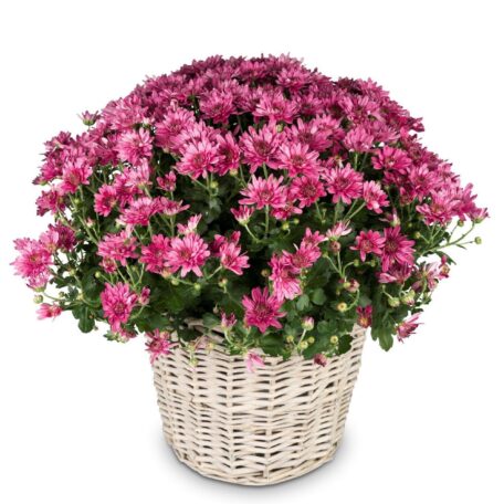 Chrysantheme Rosa im Korb Ø ca.32 cm H ca.40 cm