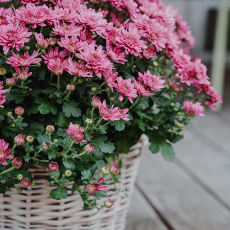 Chrysantheme Rosa im Korb Ø ca.32 cm H ca.40 cm