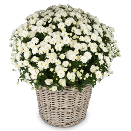 Chrysantheme Weiss im Korb Ø ca.32 cm H ca.40 cm