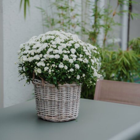 Chrysantheme Weiss im Korb Ø ca.32 cm H ca.40 cm