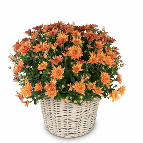 Chrysantheme Orange im Korb Ø ca.32 cm H ca.40 cm