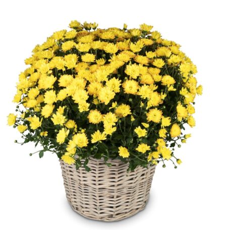 Chrysantheme Gelb im Korb Ø ca.32 cm H ca.40 cm