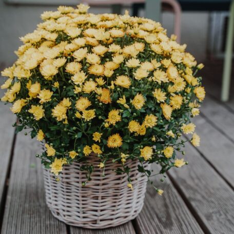 Chrysantheme Gelb im Korb Ø ca.32 cm H ca.40 cm