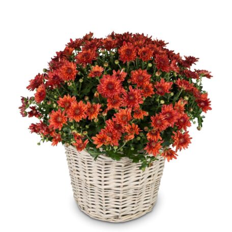 Chrysantheme Rot im Korb Ø ca.32 cm H ca.40 cm