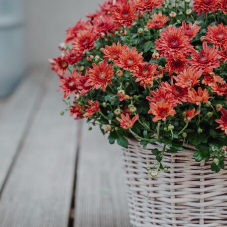 Chrysantheme Rot im Korb Ø ca.32 cm H ca.40 cm