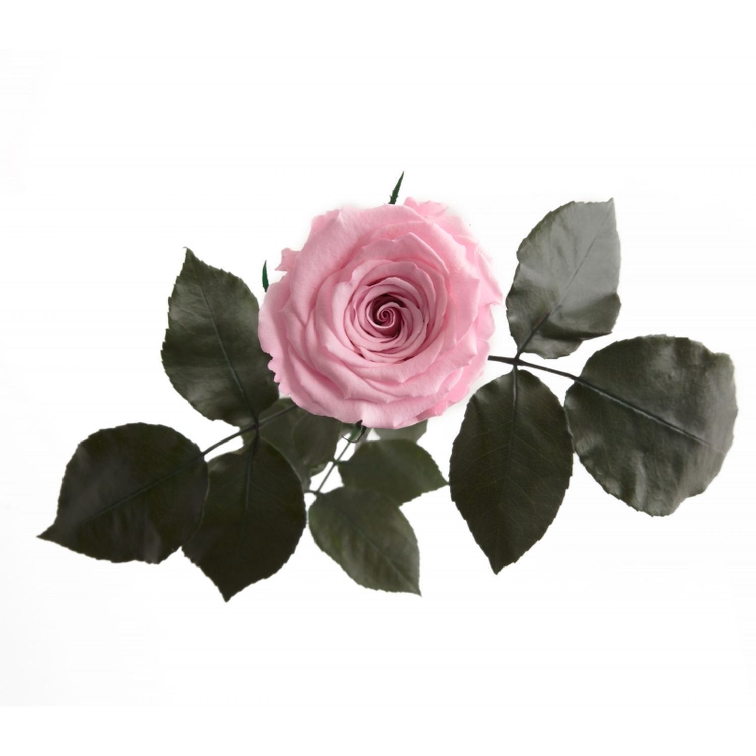 Stabilisierte Rose in Rosa