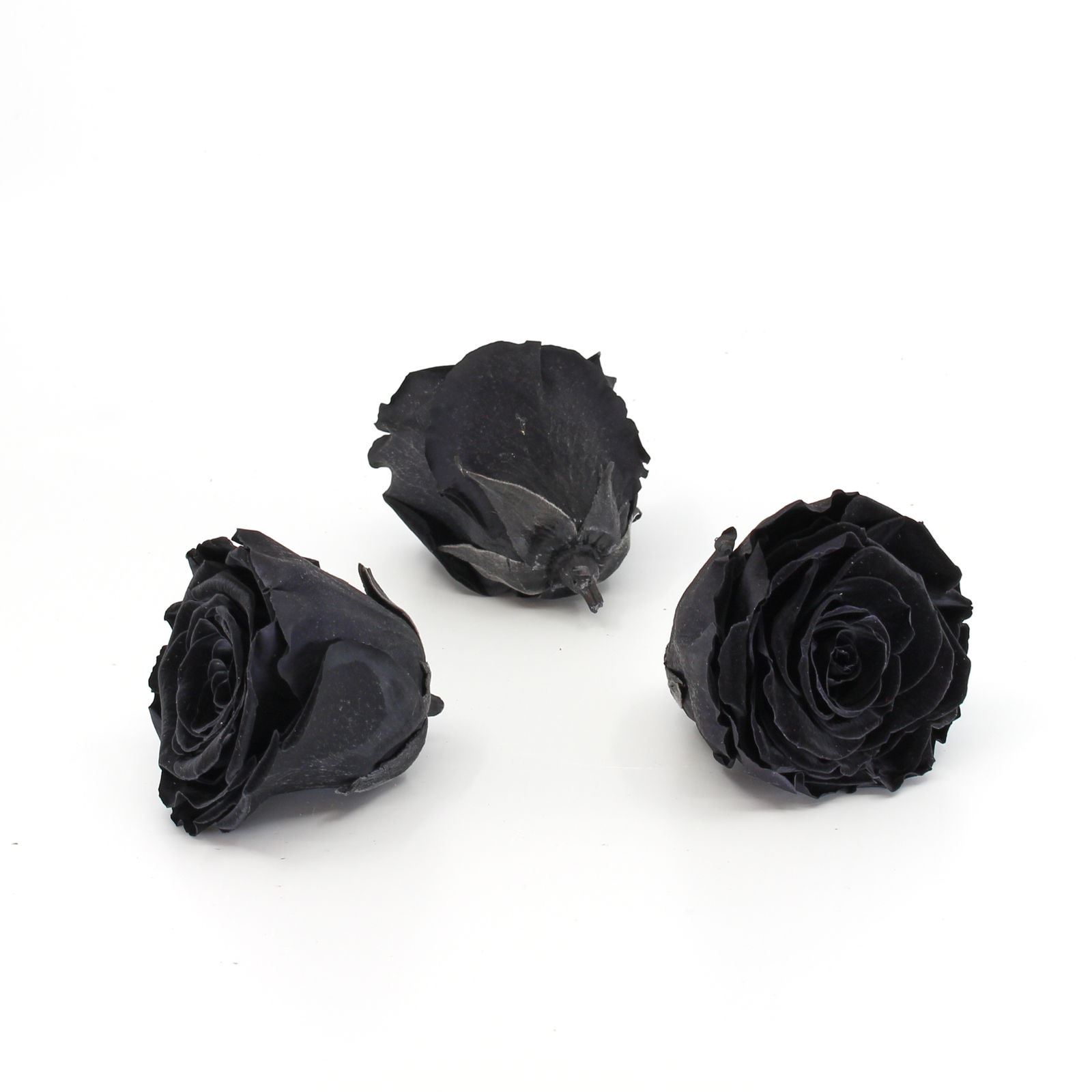 Gefriergetrocknete Rose 'schwarz' Ø6cm h5cm 3er Set