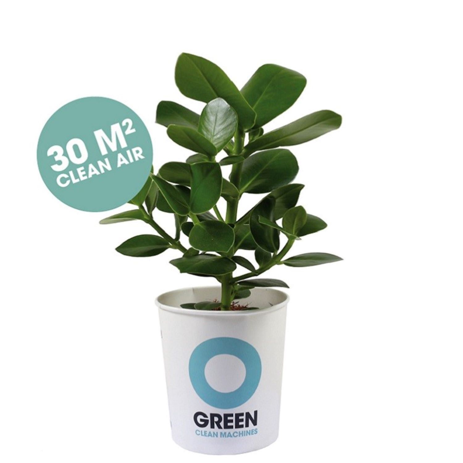 Champ / Clusia - Luftreinigende Pflanze