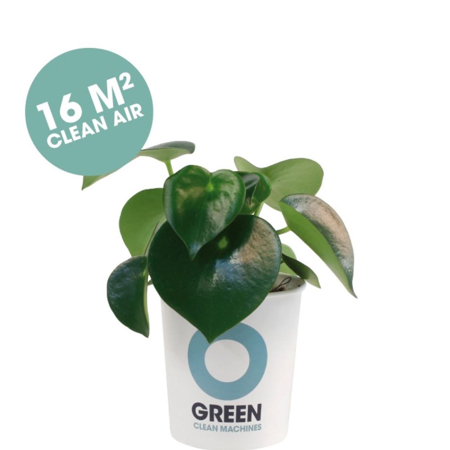 Legend / Peperomia - Luftreinigende Pflanze