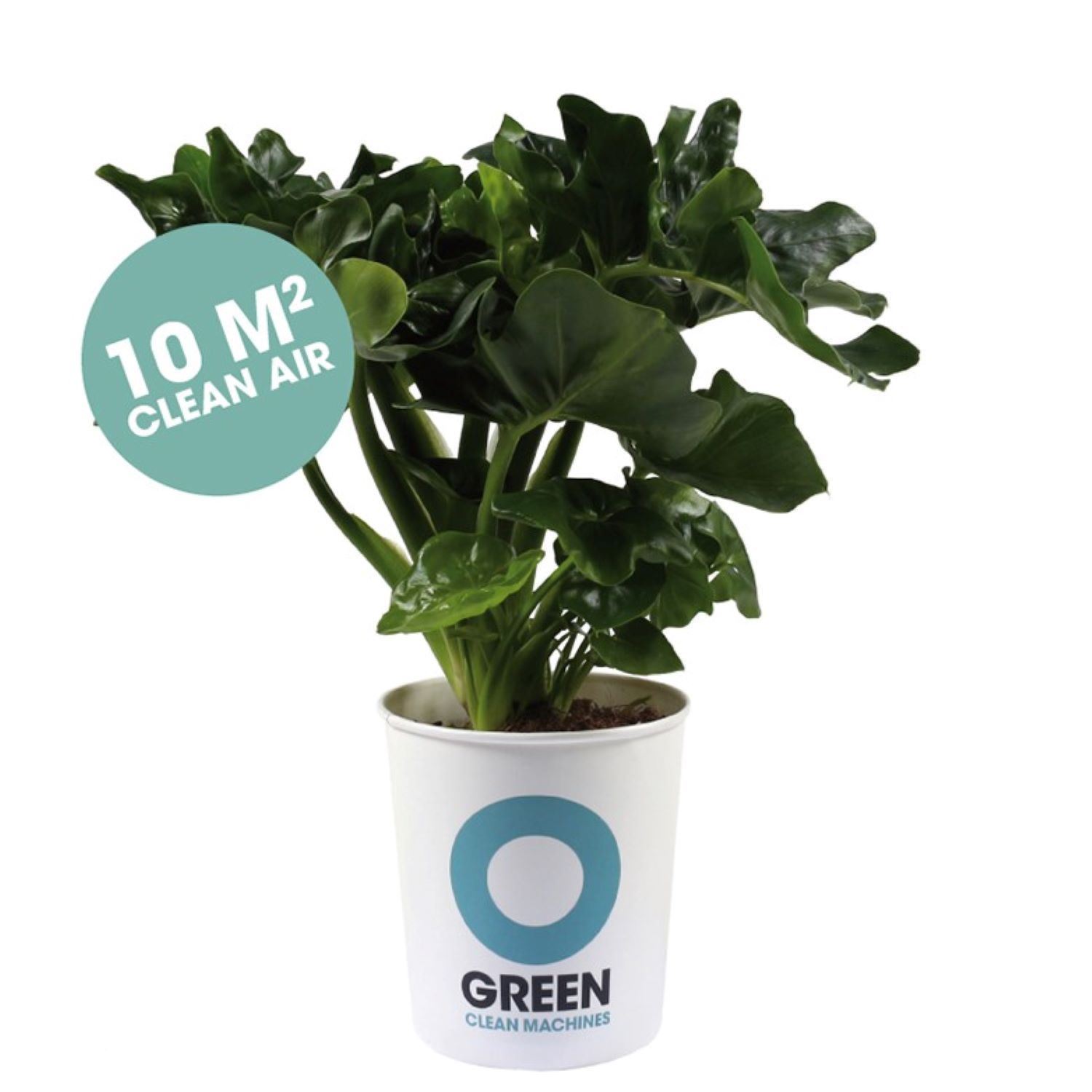 Superb / Philodendron - Luftreinigende Pflanze