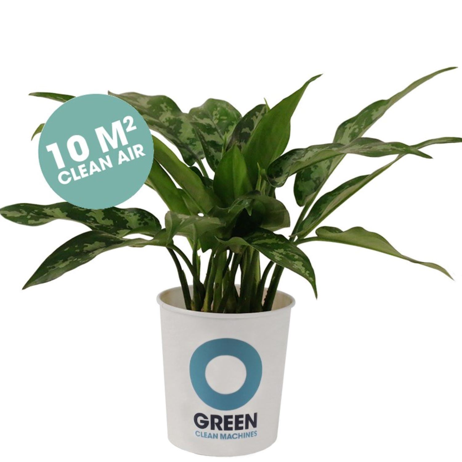 Survivor / Aglaonema - Plante purificatrice d'air