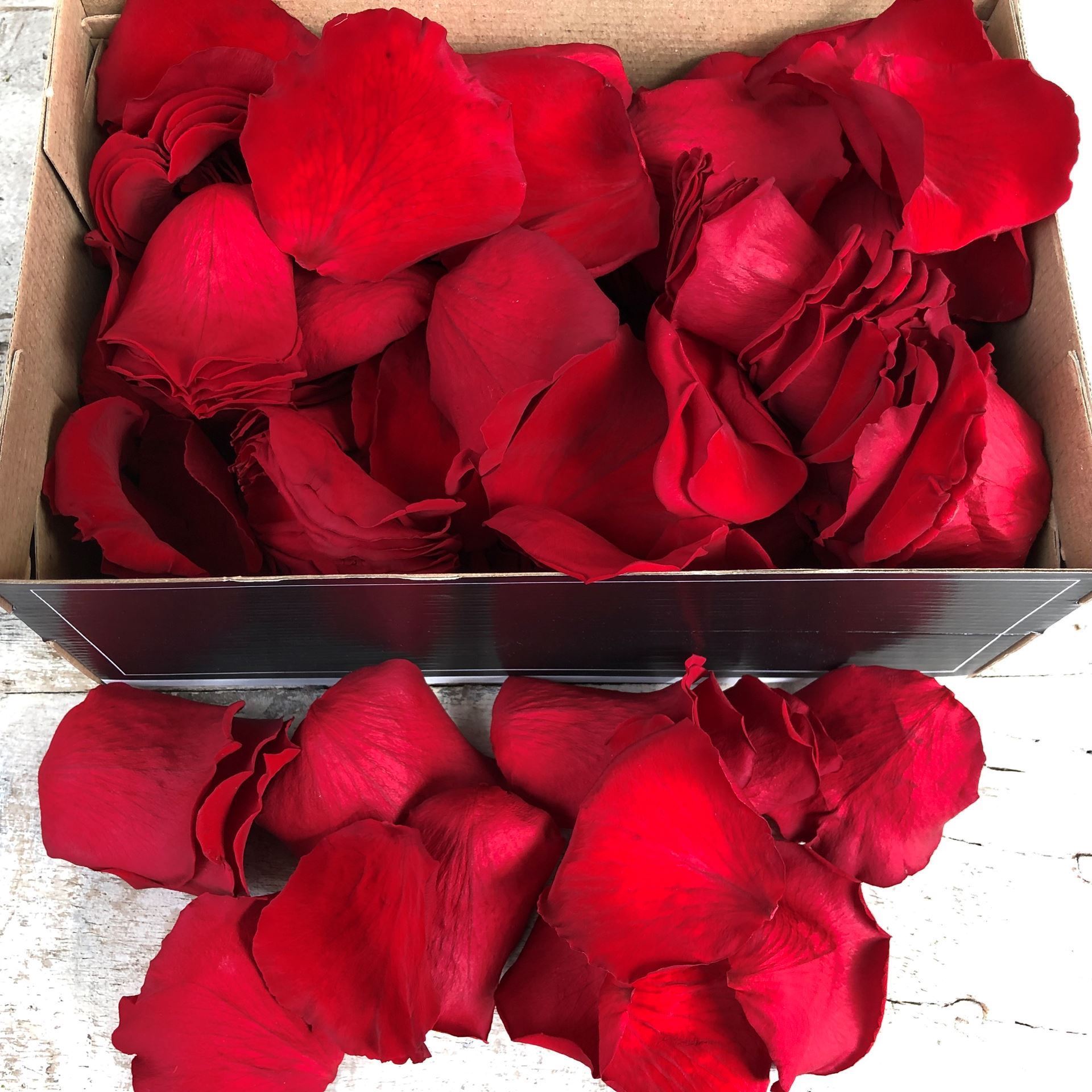 Echte rote stabilisierte Rosenblüten - Rosenblätter zum Streuen
