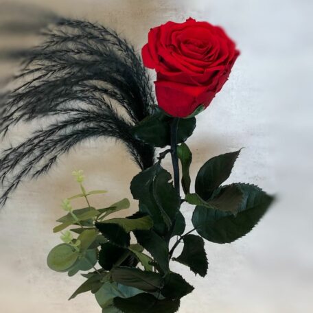 Lange rote stabilisierte Rose 60cm ausgeschmückt inkl. Glasvase