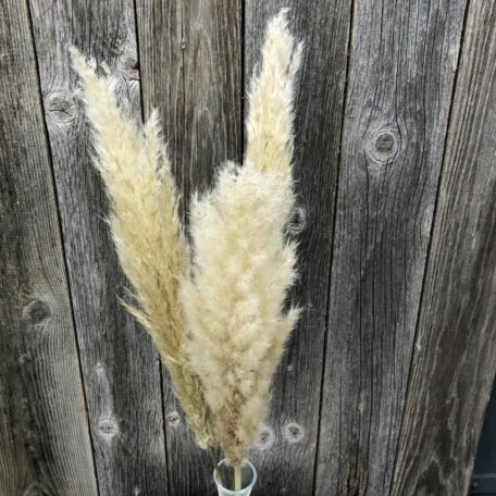 Trendiges Pampasgras mit  Vase