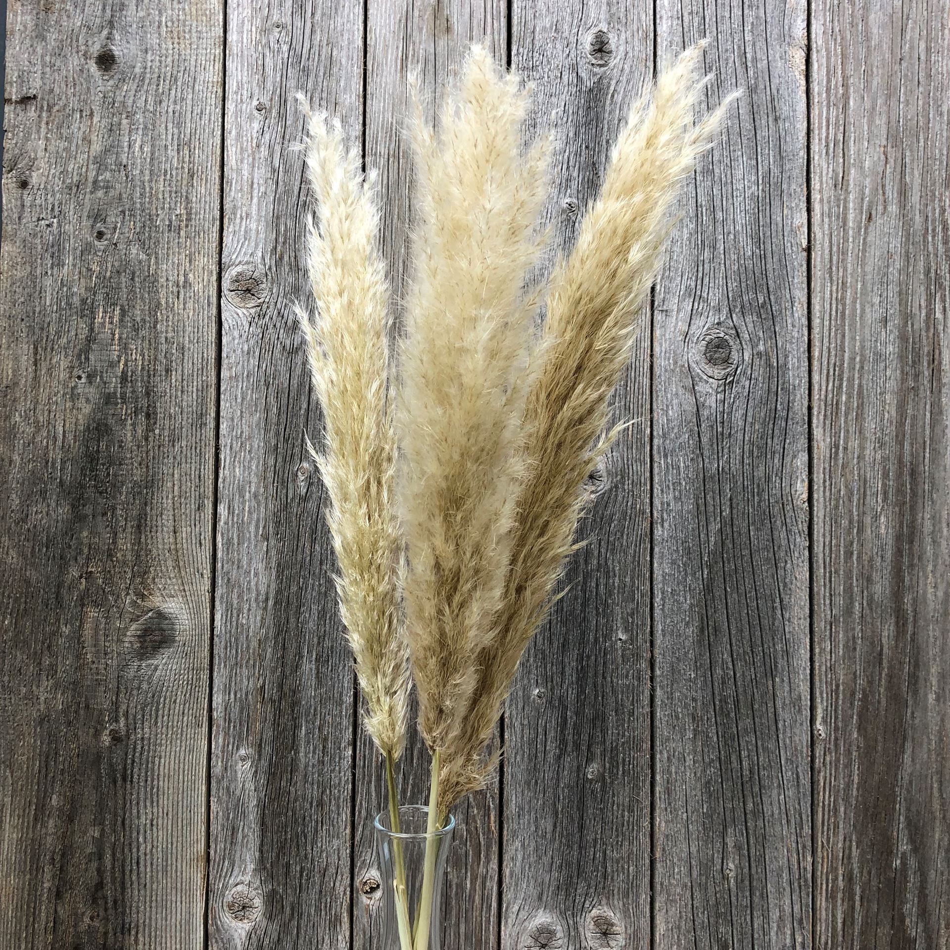 Trendiges Pampasgras mit  Vase