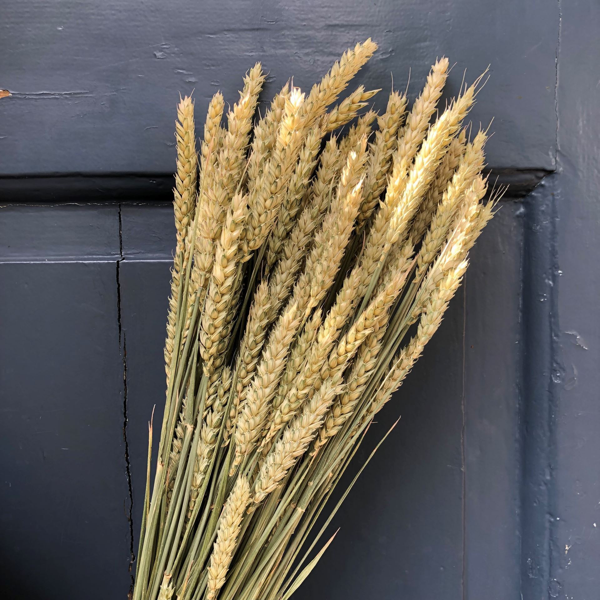Trockenblumen Strauss Bund Weizen  Ø ca.12 cm L ca.60 cm