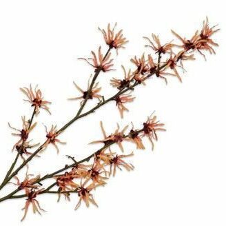 Hasel Zweig orange 119cm
