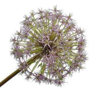 Allium purple 104cm
