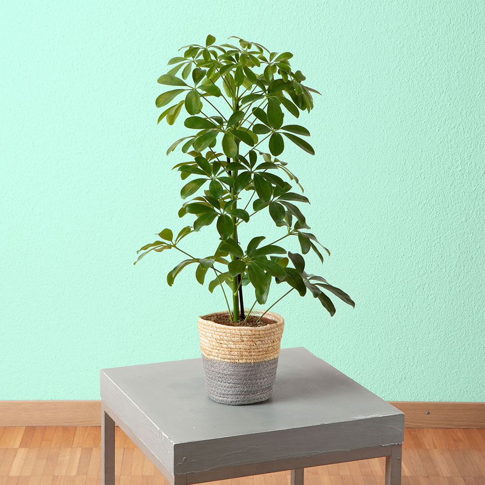 Übertopf Lima, 19 x 19 cm