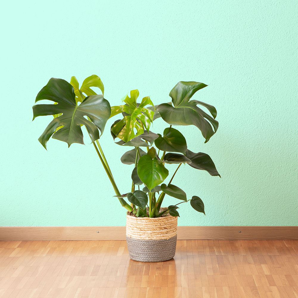 Übertopf Lima, 23 x 23 cm