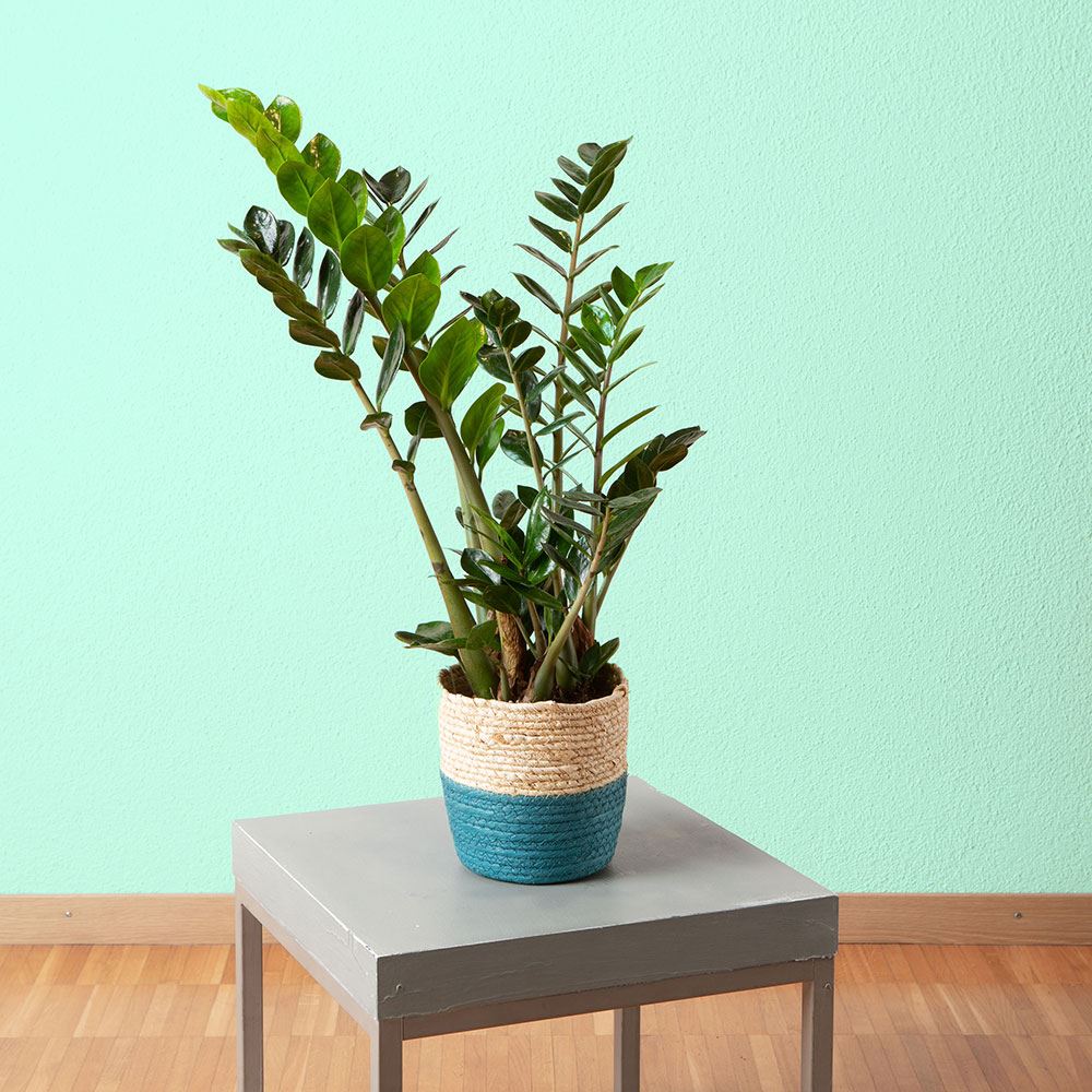 Übertopf Lima, 16 x 16 cm