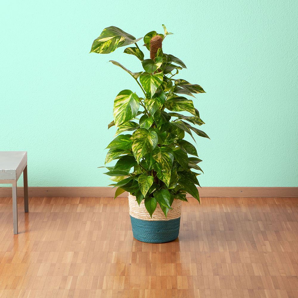 Übertopf Lima, 21 x 21 cm