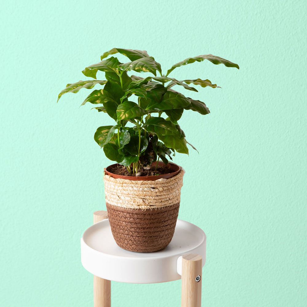 Übertopf Lima, 16 x 16 cm