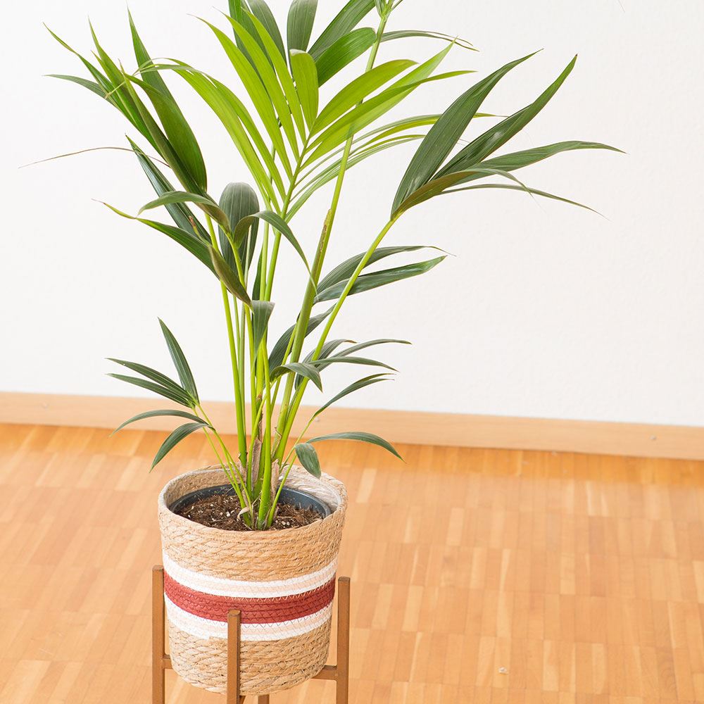 Übertopf Cali, 12 x 12 cm