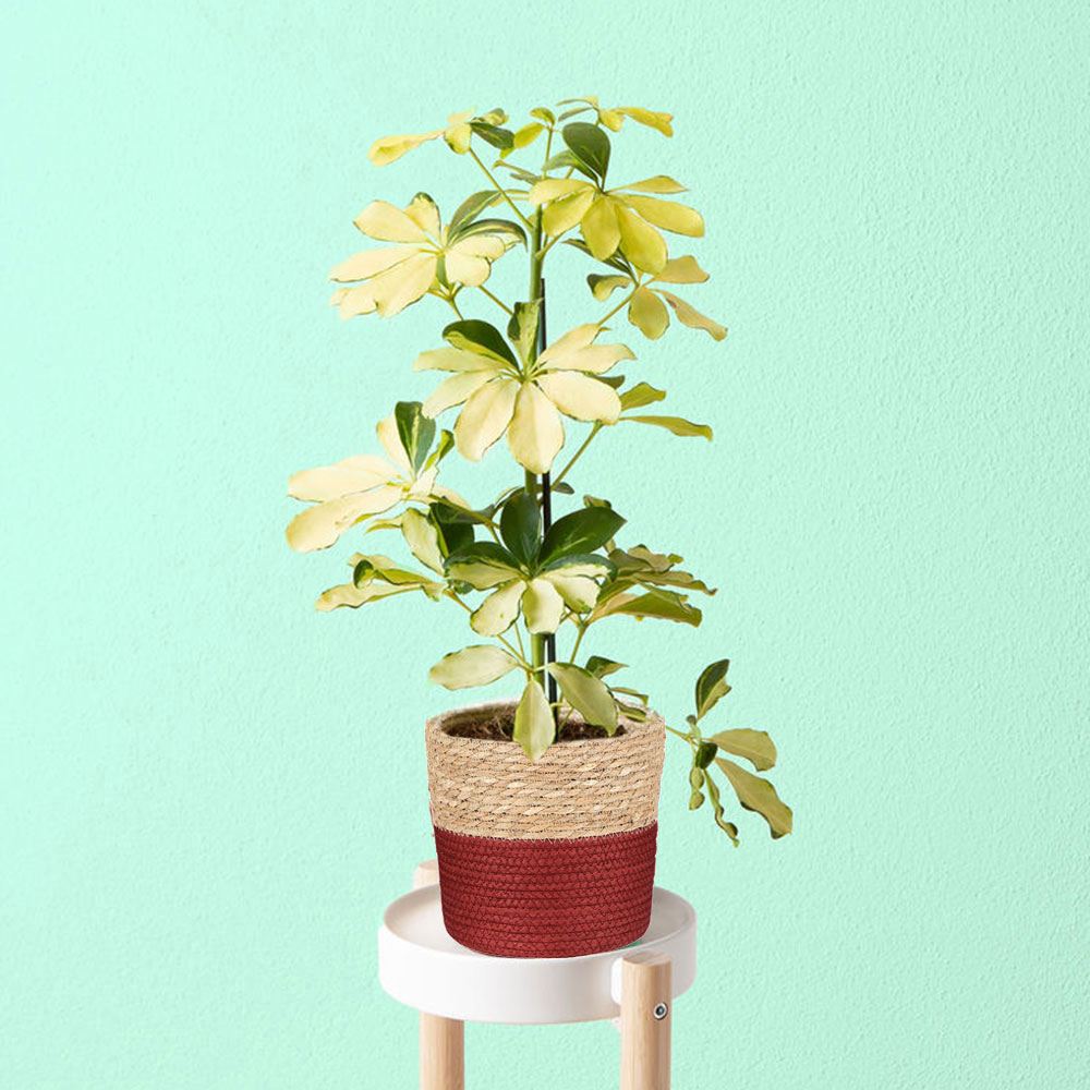 Übertopf Cali, 19 x 19 cm